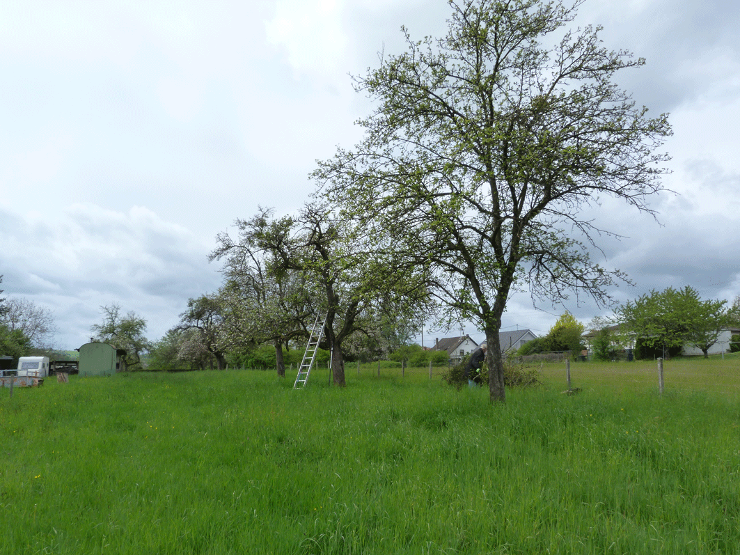 Streuobstwiese