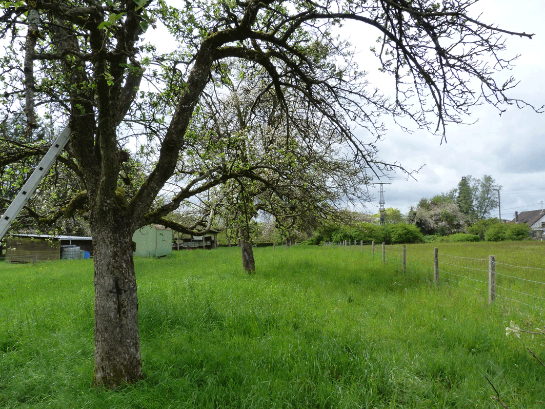 Streuobstwiese_2