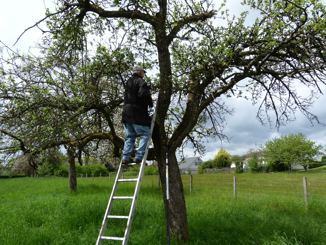 Wolfgang-auf-Baum